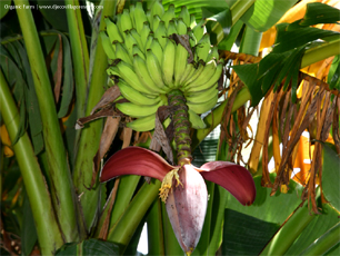 Organic Farm (Banana)