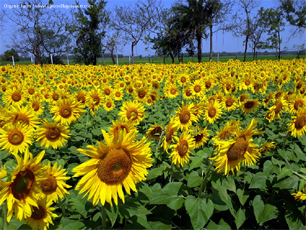 Organic Farm (Sunflower)
